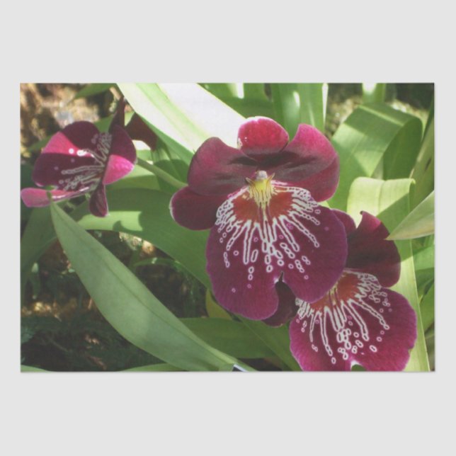 Maroon Orchids II Elegant Floral Tissue Paper (Front)