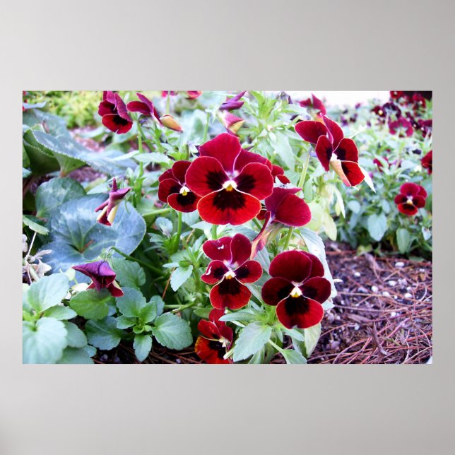 Maroon Pansies Poster (Front)