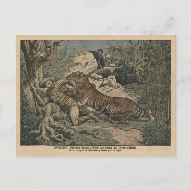 Marquis of Barthelemy wounded by a tiger Postcard (Front)