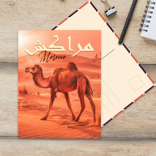 Marrakech Morocco Vintage camel Travel Souvenirs Postcard