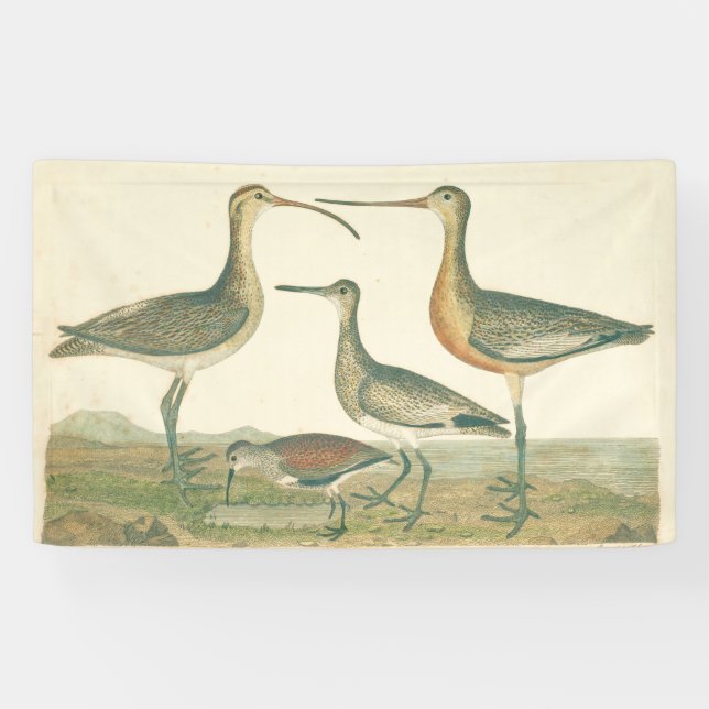 Marsh Bird Curlew Snipe Birding Banner (Horizontal)