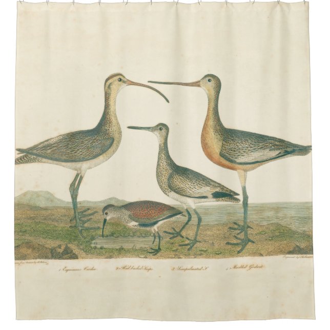 Marsh Bird Curlew Snipe Birding Shower Curtain (Front)