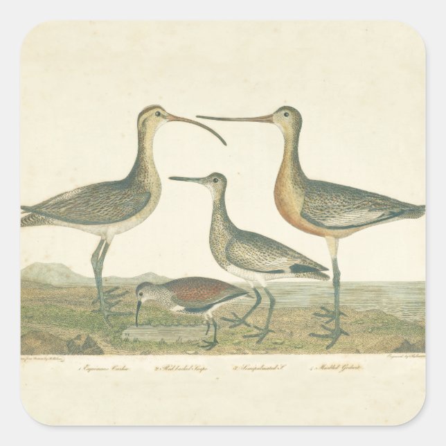 Marsh Bird Curlew Snipe Birding Square Sticker (Front)