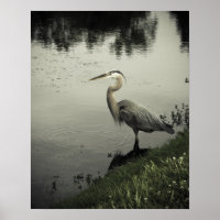 Marsh Bird on the Shore