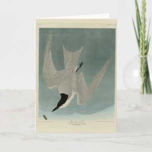 Marsh (Gull-Billed) Tern, Audubon Birds of America Card