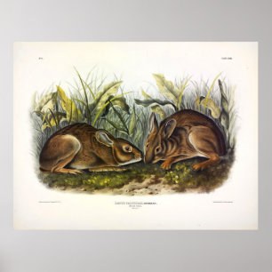 Marsh Hare, Marsh Rabbit by Audubon Poster