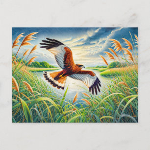 Marsh Harrier over Lake Reedbeds Holiday Postcard