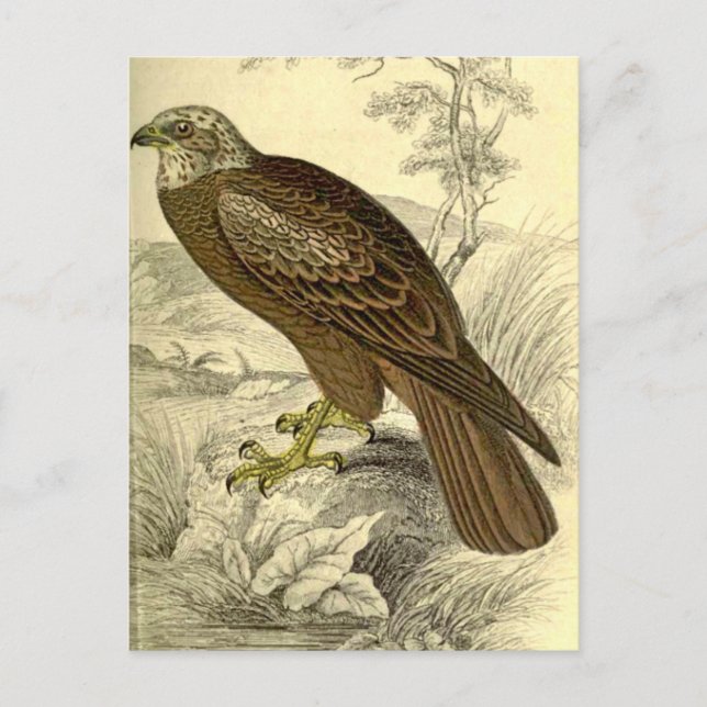 Marsh Harrier:  Vintage Jardine's  print postcard (Front)