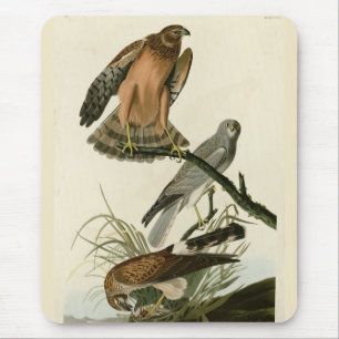 Marsh Hawk from Audubon's Birds of America Mouse Mat