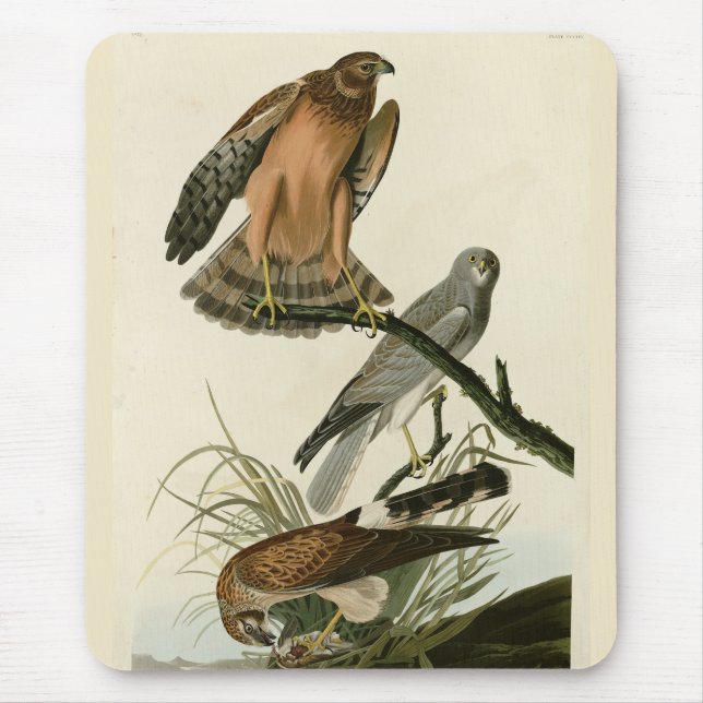 Marsh Hawk from Audubon's Birds of America Mouse Mat (Front)