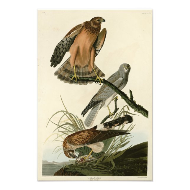 Marsh Hawk from Audubon's Birds of America Photo Print (Front)