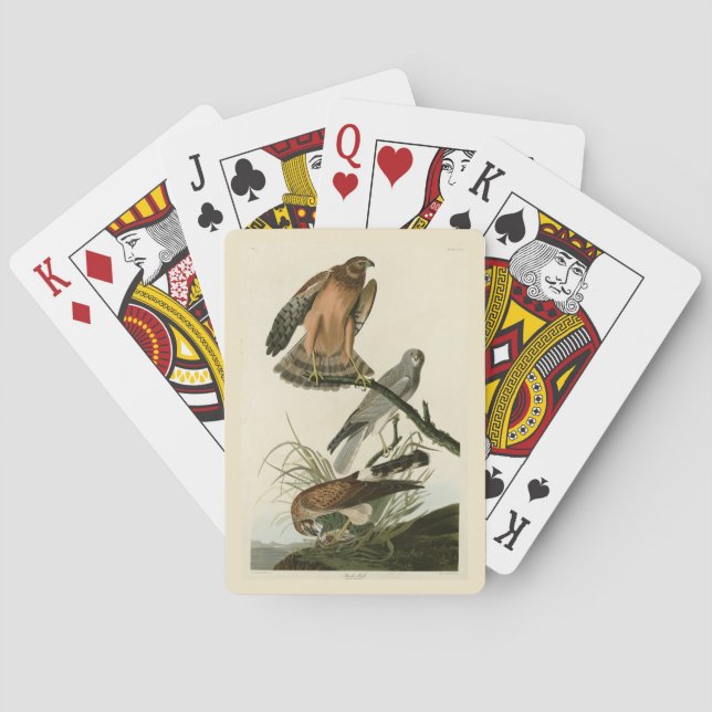Marsh Hawk from Audubon's Birds of America Playing Cards (Back)