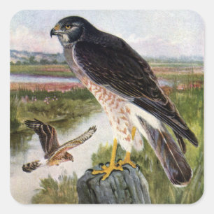 Marsh Hawk Square Sticker
