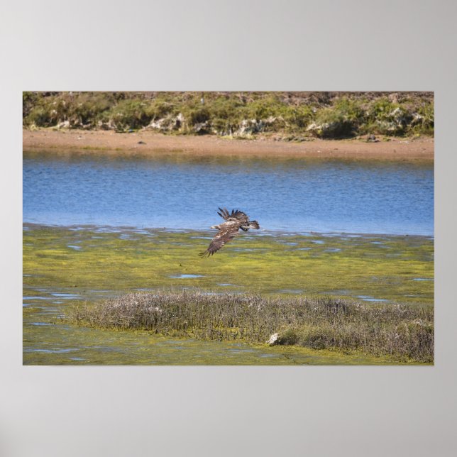Marsh Hawk Wall Art | Wetland Wildlife Print (Front)
