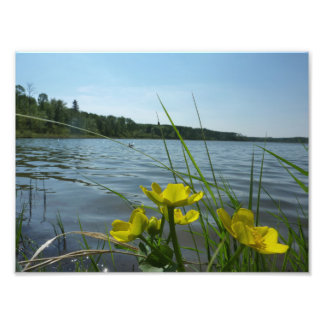 Marsh Marigold flowers by Lakeside Photo Print