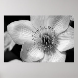 Marsh Marigold Poster