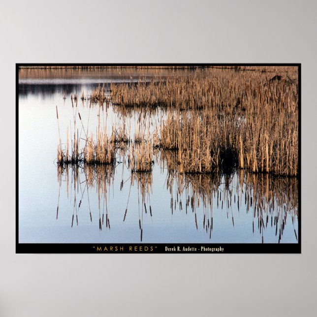 Marsh Reeds Poster (Front)