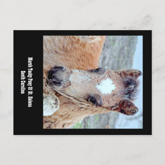 Marsh Tacky Horse Postcard