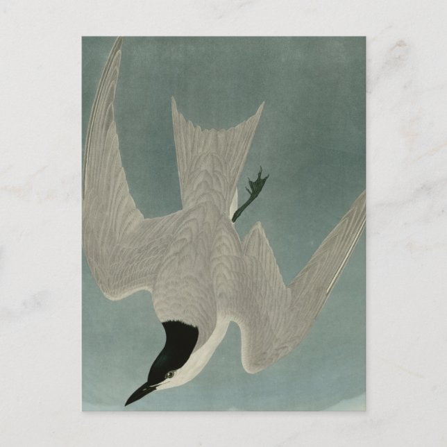 Marsh Tern Postcard (Front)