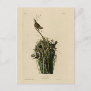 Marsh Wren from Audubon's Birds of America Postcard