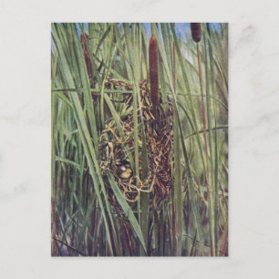 Marsh Wren Nest in Cattails Postcard