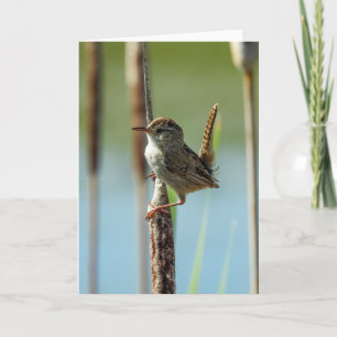 Marsh Wren Notecard
