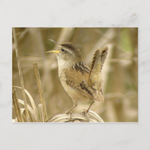 Marsh Wren Postcard
