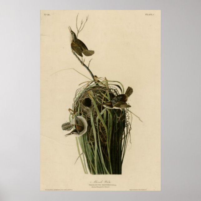 Marsh Wren Poster (Front)