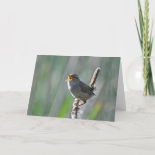 Marsh Wren Singing Loud - Frameable Art Card