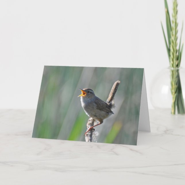 Marsh Wren Singing Loud - Frameable Art Card (Front)