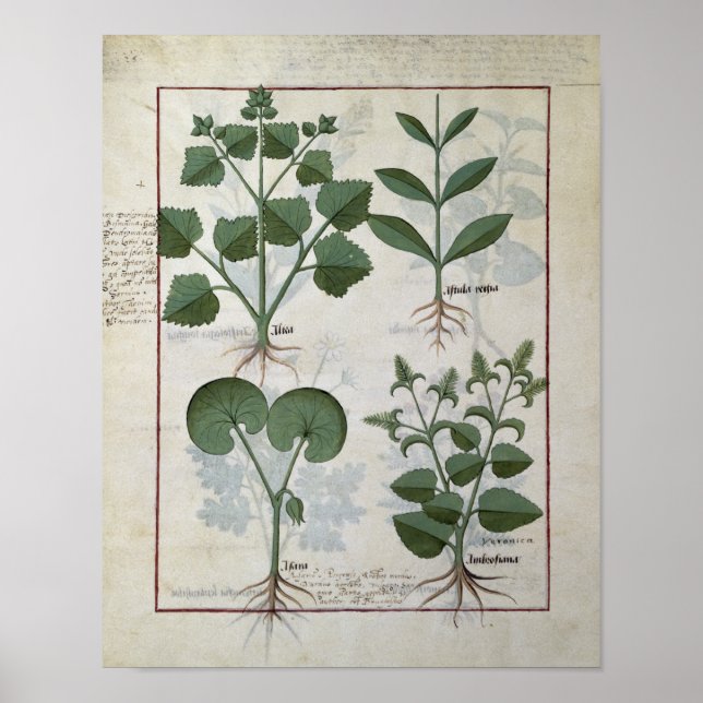 Marshmallow & Hastula Regia Asarabacca & Poster (Front)