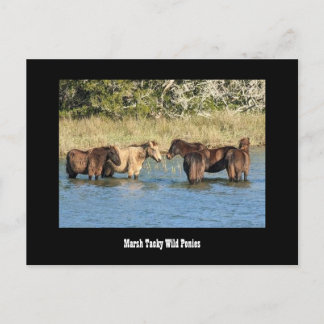 Marshy Tacky  Ponies Postcard