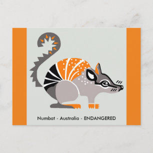 Marsupial - NUMBAT- Nature -Wildlife -  Postcard