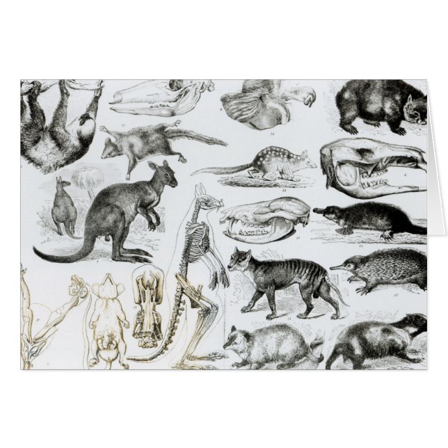 Marsupialia, Monetremata, Edentata (Front Horizontal)