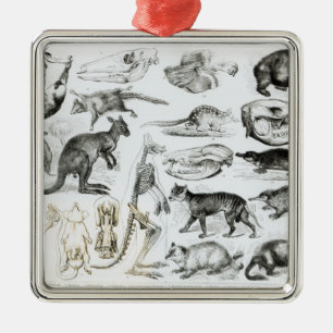 Marsupialia, Monetremata, Edentata Metal Tree Decoration