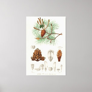 Martime pine (Pinus maritima) Canvas Print