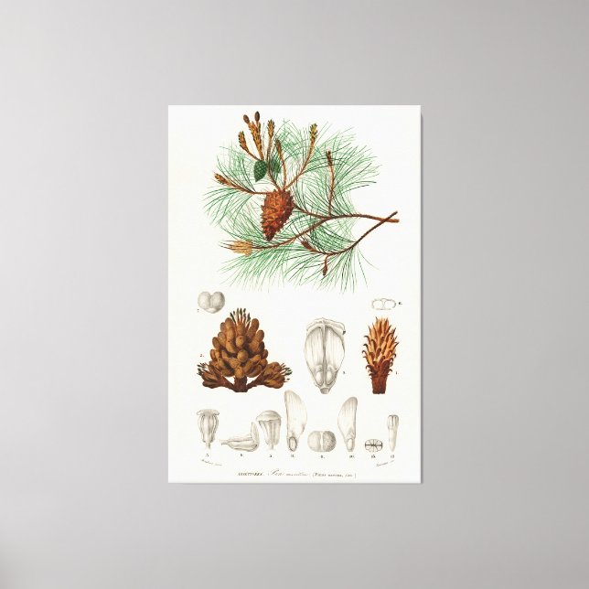 Martime pine (Pinus maritima) Canvas Print (Front)
