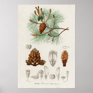 Martime pine (Pinus maritima) Poster
