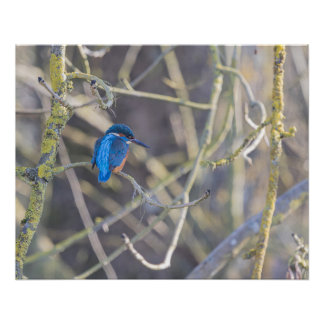 Martin-fisherman Poster