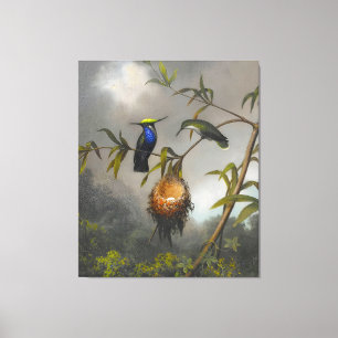 MARTIN JOHNSON HEADE - Black-breasted Plovercrest Canvas Print