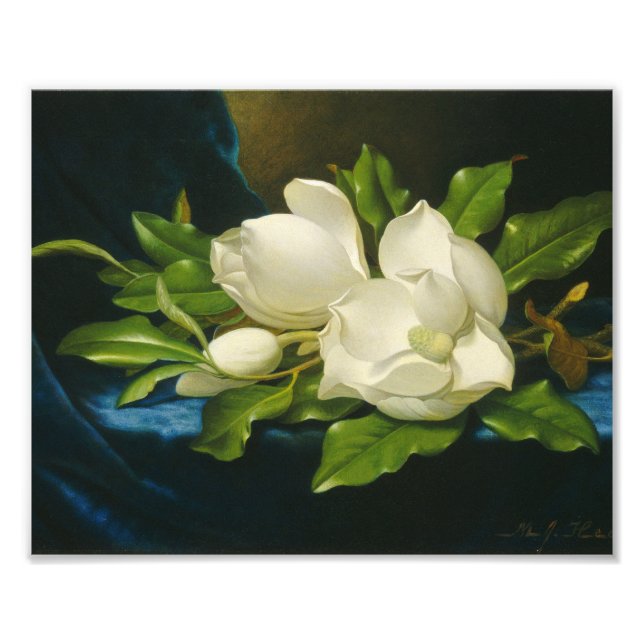 Martin Johnson Heade - Giant Magnolias Photo Print (Front)