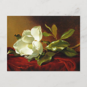 Martin Johnson Heade Magnolia Vintage Postcard