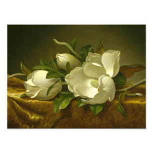 Martin Johnson Heade - Magnolias on Gold Velvet Photo Print