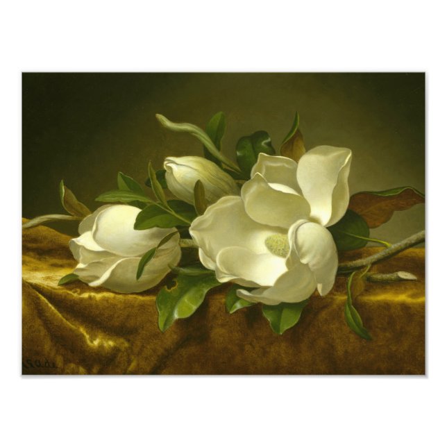 Martin Johnson Heade - Magnolias on Gold Velvet Photo Print (Front)