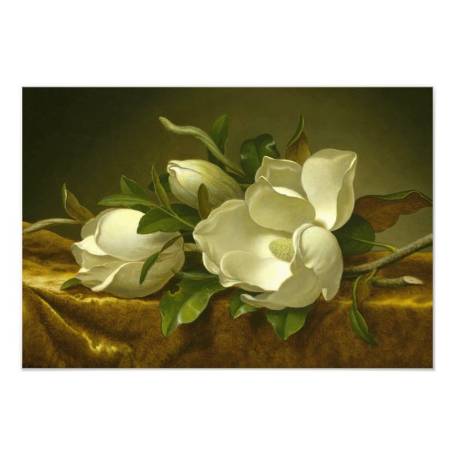 Martin Johnson Heade - Magnolias on Gold Velvet Photo Print (Front)