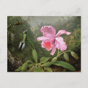 Martin Johnson Heade Orchid And Hummingbirds Postcard