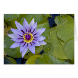 Martinique, French Antilles, West Indies, Blue
