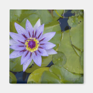 Martinique, French Antilles, West Indies, Blue Magnet