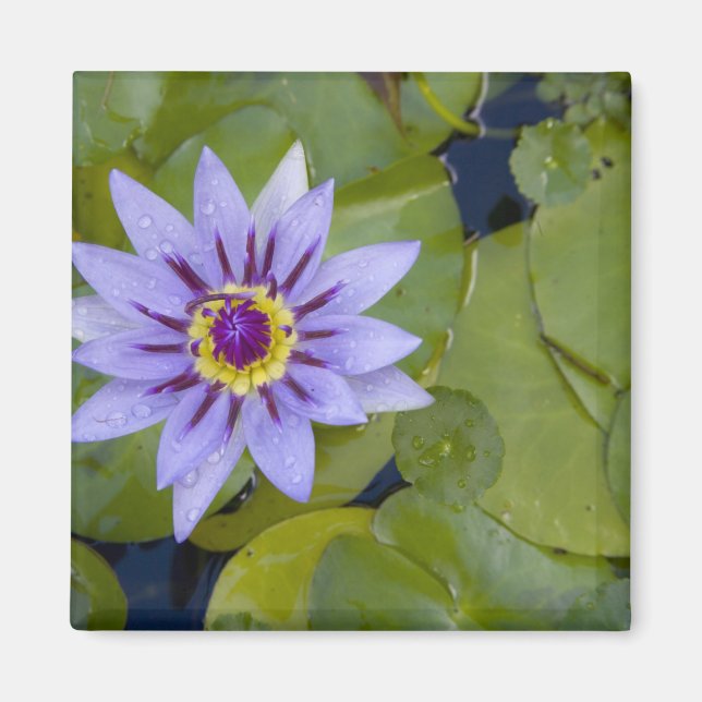 Martinique, French Antilles, West Indies, Blue Magnet (Front)