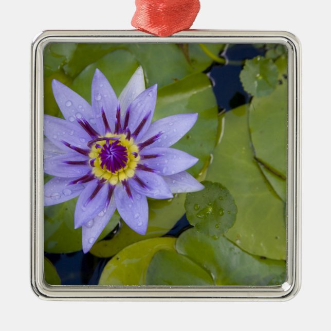 Martinique, French Antilles, West Indies, Blue Metal Tree Decoration (Front)